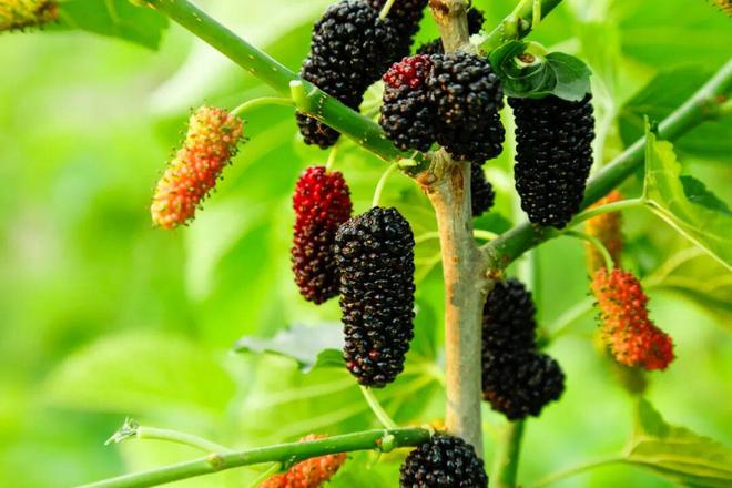 睡眠、降血压、控血糖！它浑身都是宝→PG麻将胡了2模拟器【巾帼微课堂】助(图1)